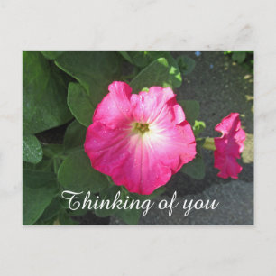 Pink Floral Photography Thinking of You Postcard