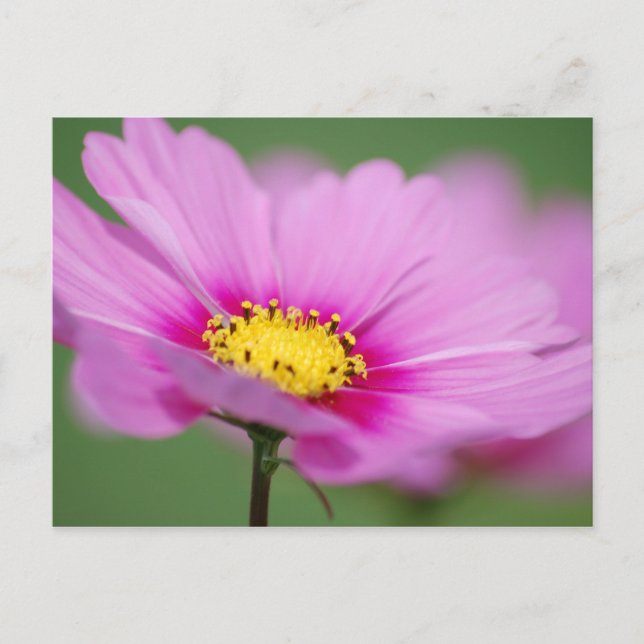 Pink Floral Postcard (Front)