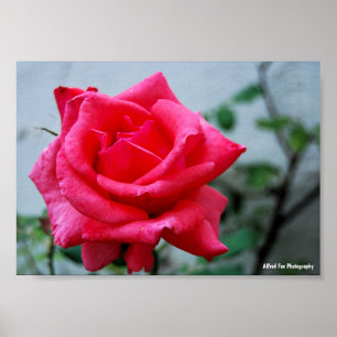 Pink Floral Rose Portrait Poster