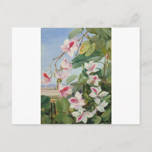 Pink Floral Spring Party Shower Peace Love Destiny Postcard