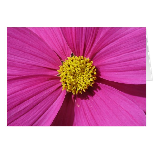 Pink Flower (Front Horizontal)