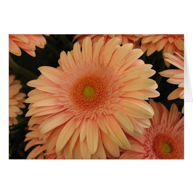 Pink Flower (Front Horizontal)