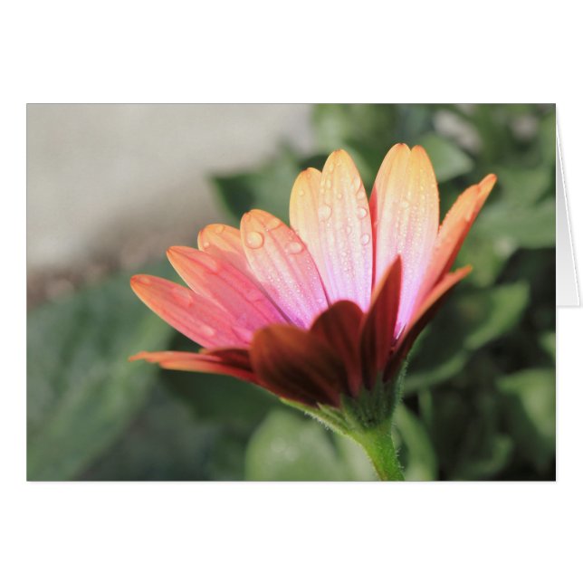 Pink Flower (Front Horizontal)