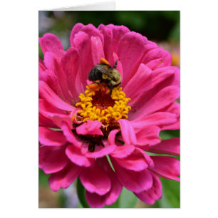 Pink flower and Bumble bee