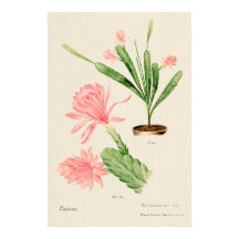 Pink Flower Cactus Botanical Art