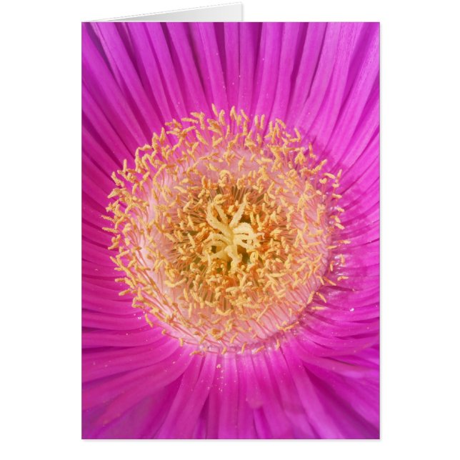 Pink Flower Card (Front)