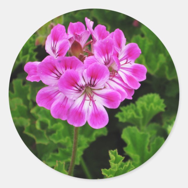 Pink Flower Classic Round Sticker (Front)