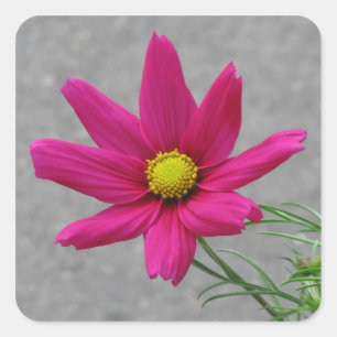 Pink Flower custom stickers
