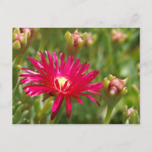 Pink Flower Ice-Plant Postcard