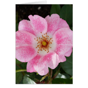 pink flower in the shade