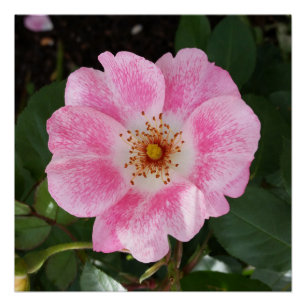 pink flower in the shade poster
