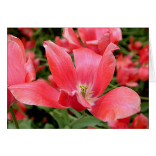 Pink Flower in Tivoli, Denmark