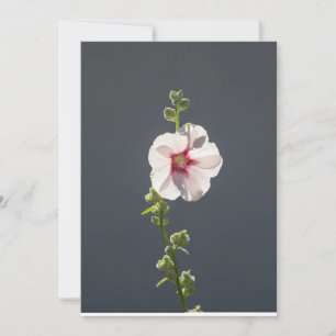 Pink Flower Mallow green leaves on dark grey Invitation