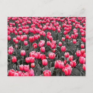 Pink Flower Minimalist Selective Colour Photo Art Postcard