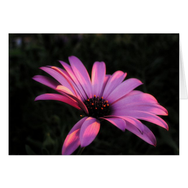 Pink Flower Petals Card (Front Horizontal)