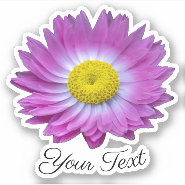 Pink flower petals with yellow stamps in spring (Front)