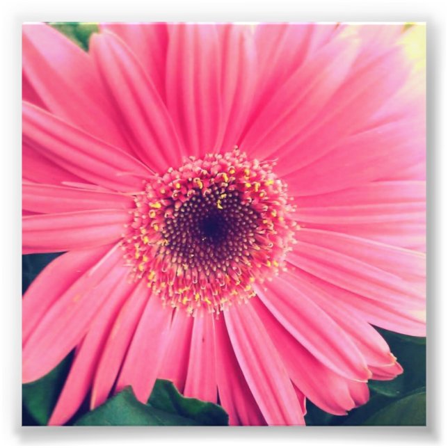 Pink Flower Photo Print (Front)