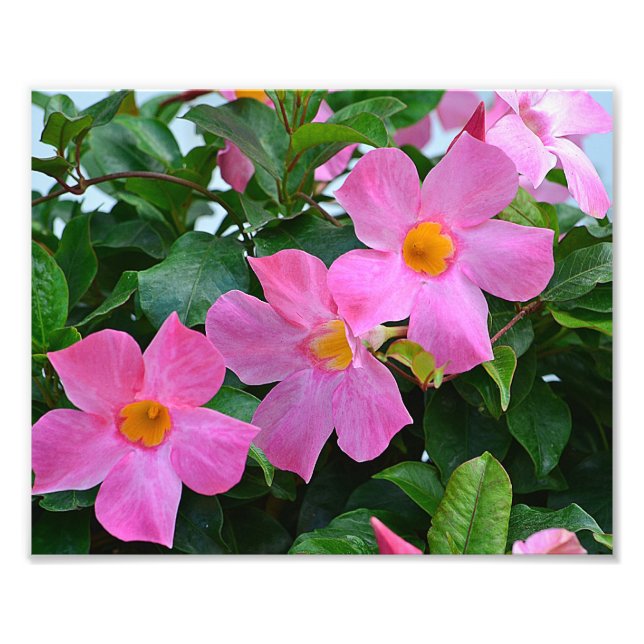 Pink Flower Photo Print (Front)