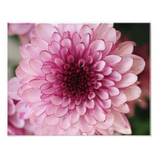 Pink Flower Photographic Print