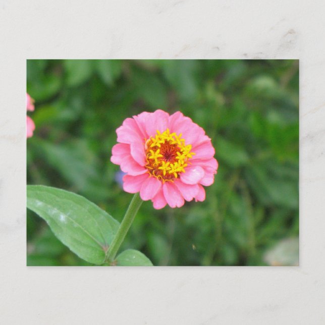 pink flower postcard (Front)