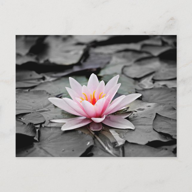 Pink flower postcard (Front)