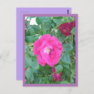 Pink Flower Postcard