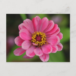 pink flower postcard