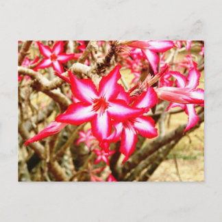 Pink Flower Postcard