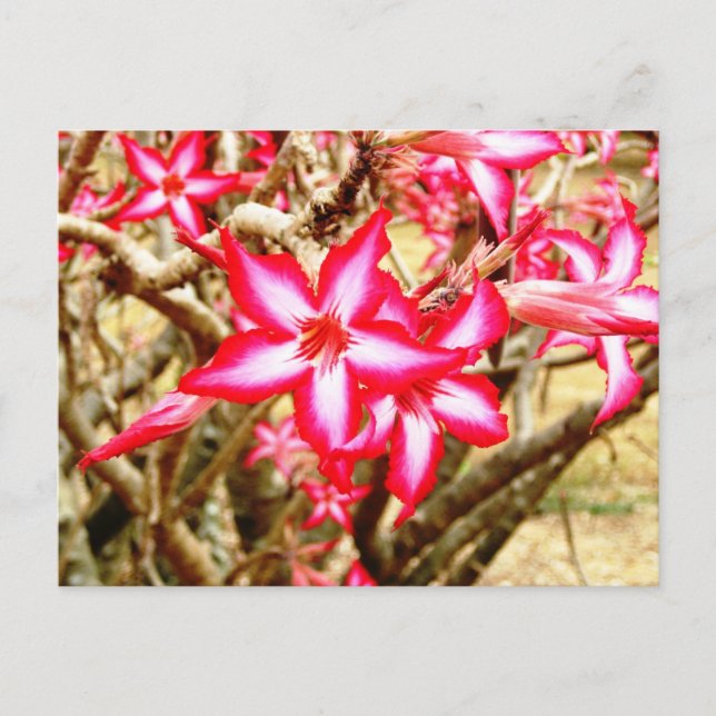 Pink Flower Postcard (Front)
