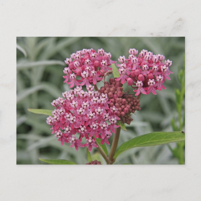 Pink Flower Postcard (Front)