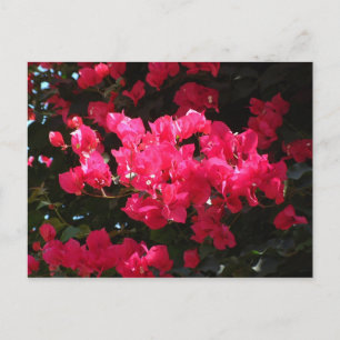 Pink flower postcard