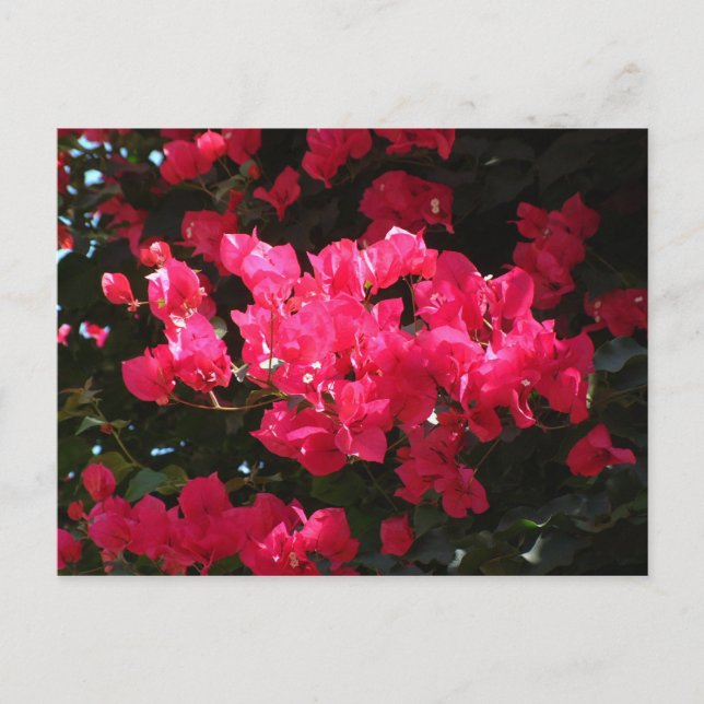 Pink flower postcard (Front)