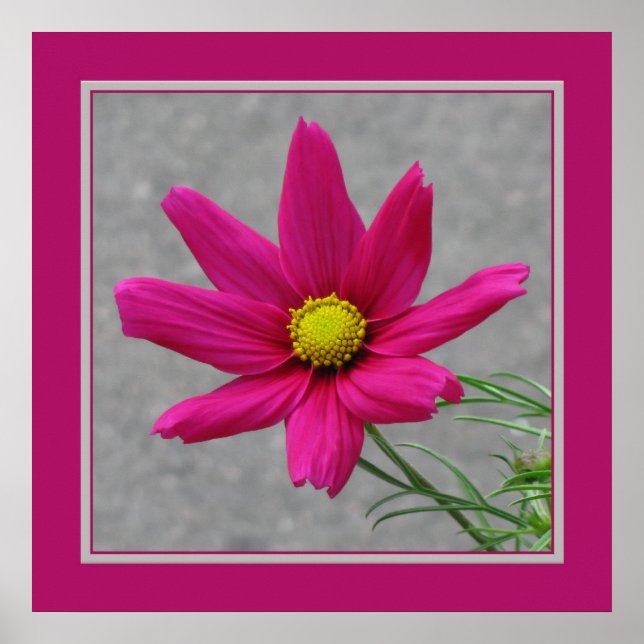 Pink Flower poster (Front)
