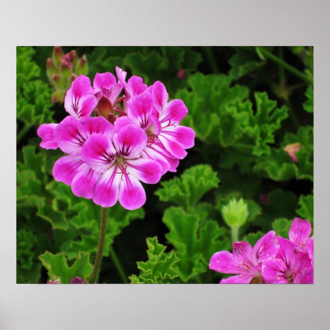 Pink Flower Poster (Front)