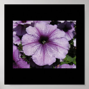 Pink Flower Poster