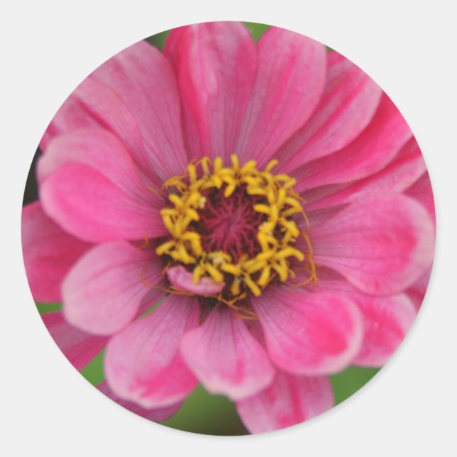 pink flower sticker (Front)