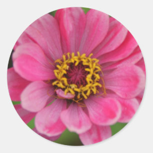 pink flower sticker