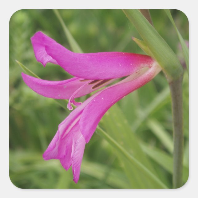 Pink Flower Stickers (Front)