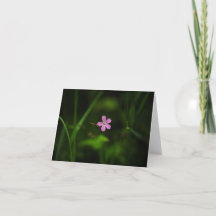 Pink Flower