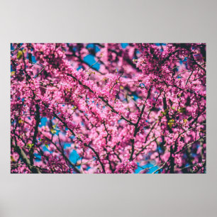 PINK FLOWERED TREE POSTER