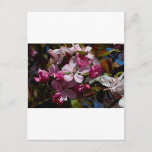 Pink Flowering Crabapple Blooms Postcard