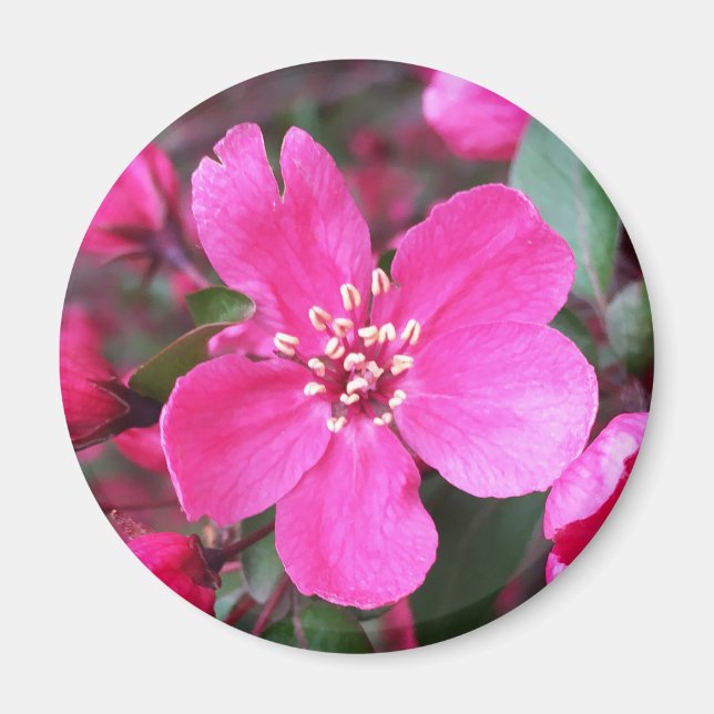 Pink Flowering Crabapple Magnet (Front)