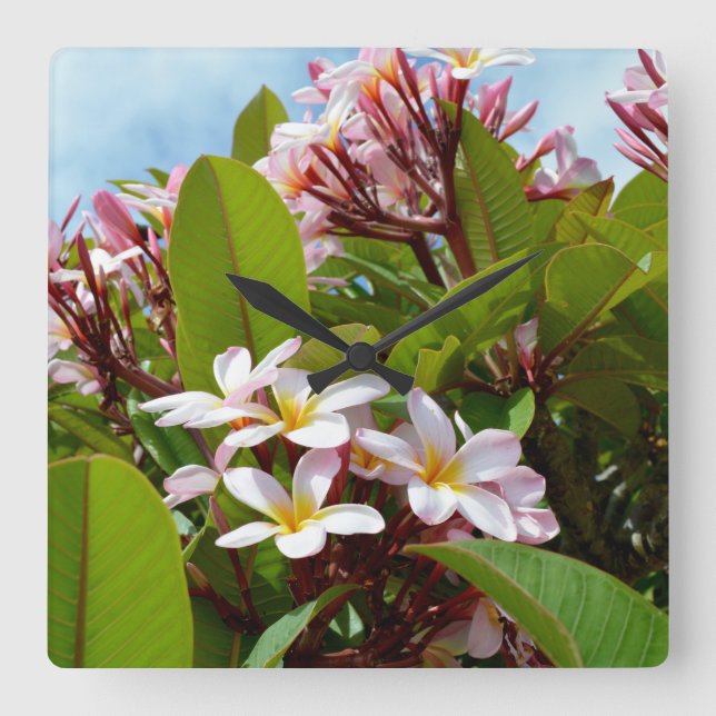 Pink Flowering Frangipani Tree, Square Wall Clock (Front)