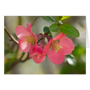Pink Flowering Quince Glow