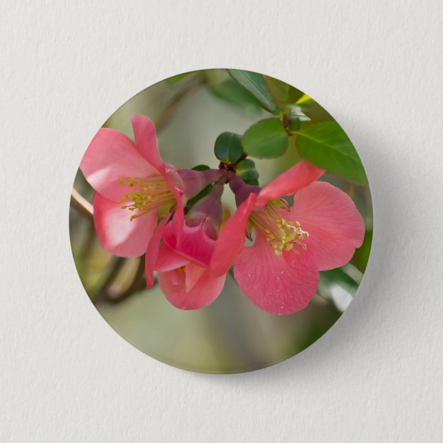 Pink Flowering Quince Glow 6 Cm Round Badge (Front)