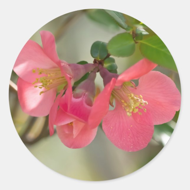 Pink Flowering Quince Glow Classic Round Sticker (Front)