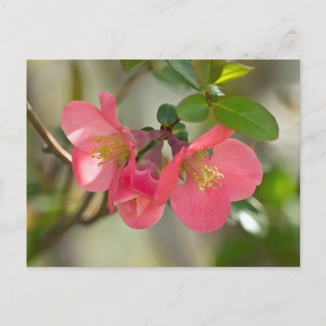 Pink Flowering Quince Glow Postcard (Front)