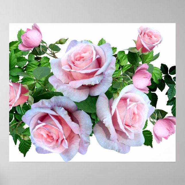 Pink Flowering Rose Poster (Front)