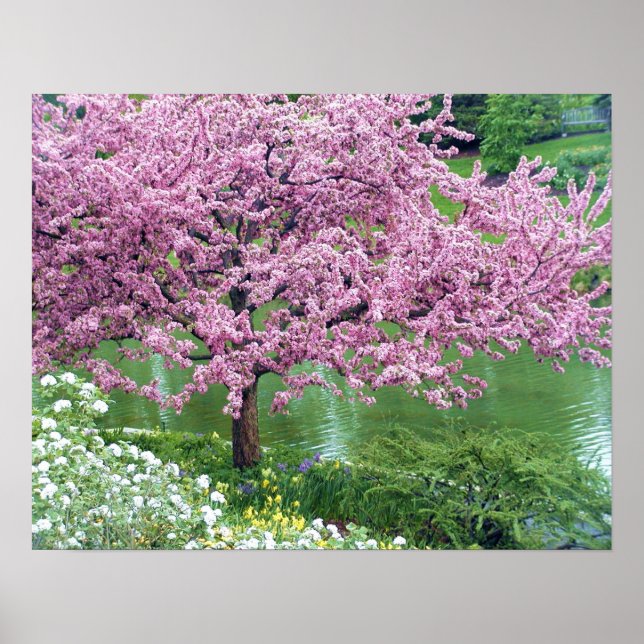 Pink Flowering Tree Over Water Poster (Front)