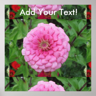 Pink Flowering Zinnia Poster